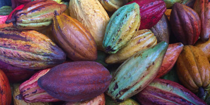 Kakaofrüchte für Kakaonibs von bewusst natur